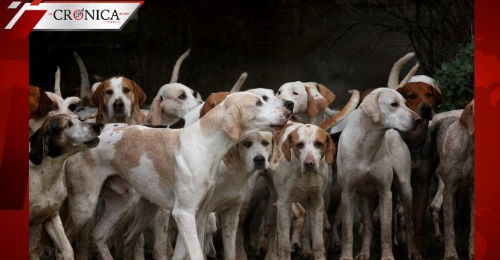 Día Mundial del Perro: la celebración para agradecer al mejor amigo del hombre