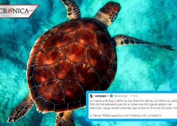 Apodan #LadyCaguama a regidora de Baja California Sur por comer taco de tortuga
