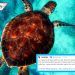 Apodan #LadyCaguama a regidora de Baja California Sur por comer taco de tortuga