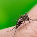 Dengue se suma al coronavirus