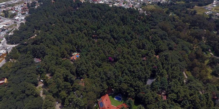 Cazadores furtivos devoran la fauna de Flor del Bosque