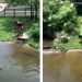 Captan a madre e hijo entrando a corral de cocodrilos ¡por una cartera! (VIDEO)