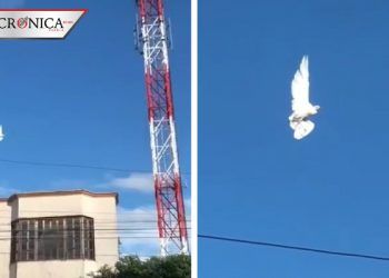 Atorada con cuerda: la verdad sobre el video de la paloma suspendida en el aire