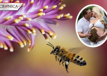 Embarazada impacta a redes por mostrar su vientre lleno de abejas (FOTOS)