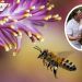Embarazada impacta a redes por mostrar su vientre lleno de abejas (FOTOS)