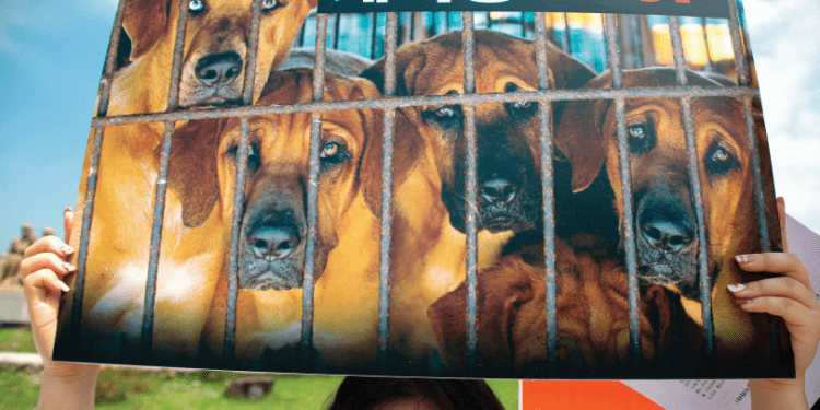 Exigen en Seúl no más de perro