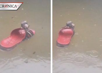 Rata impacta a redes por flotar sobre chancla para salvarse de inundación