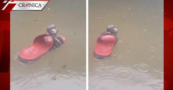 Rata impacta a redes por flotar sobre chancla para salvarse de inundación