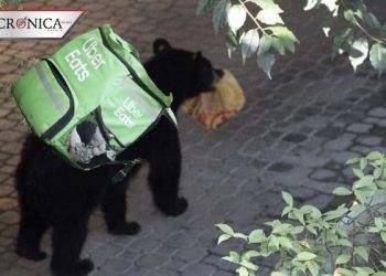 Oso se hace viral por llevar bolsa de comida de El Pollo Loco en su boca (FOTO)