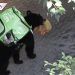 Oso se hace viral por llevar bolsa de comida de El Pollo Loco en su boca (FOTO)