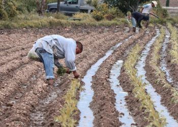 Mil 500 productores de Atlixco inician con la siembra de flor de Cempasúchil 