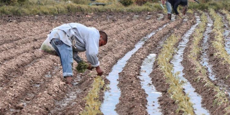 Mil 500 productores de Atlixco inician con la siembra de flor de Cempasúchil 