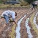 Mil 500 productores de Atlixco inician con la siembra de flor de Cempasúchil 
