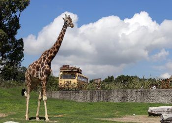 Africam Safari vuelve a abrir sus puertas al público