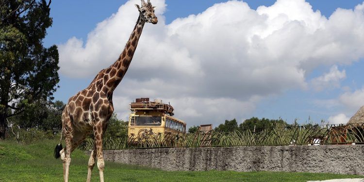 Africam Safari vuelve a abrir sus puertas al público