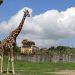 Africam Safari vuelve a abrir sus puertas al público