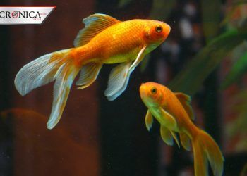 Anuncian prohibición de venta de peces en mercados de la Ciudad de México