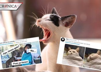 #DíaInternacionalDelGato: los memes sobre la celebración dedicada a los michis