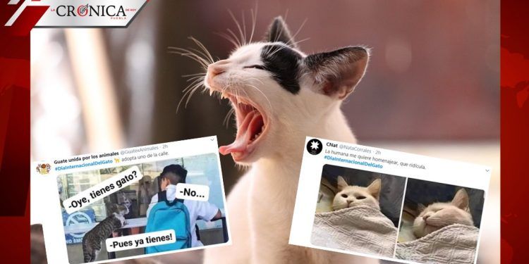 #DíaInternacionalDelGato: los memes sobre la celebración dedicada a los michis