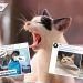 #DíaInternacionalDelGato: los memes sobre la celebración dedicada a los michis