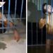 Policía detiene a supuesto nahual cerca de río de Chiapas (VIDEO)