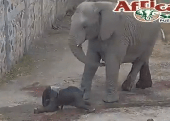 Africam Safari presenta el nacimiento de un nuevo elefante