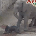 Africam Safari presenta el nacimiento de un nuevo elefante
