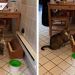 Gato se hace viral por tocar piano para avisar que tiene hambre (VIDEO)