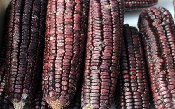 Puebla produce más de medio millón de toneladas de maíz al año