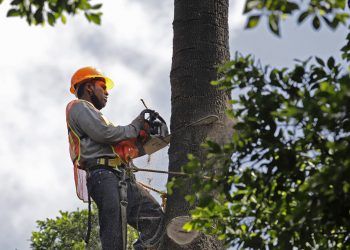 Sólo atendieron cuatro de diez retiros de árboles