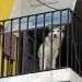 Maltratro animal: 168 casos se cuentan en Puebla capital