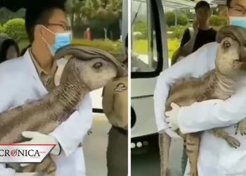 Es un robot: la verdad sobre el video del dinosaurio ‘clonado’ en China