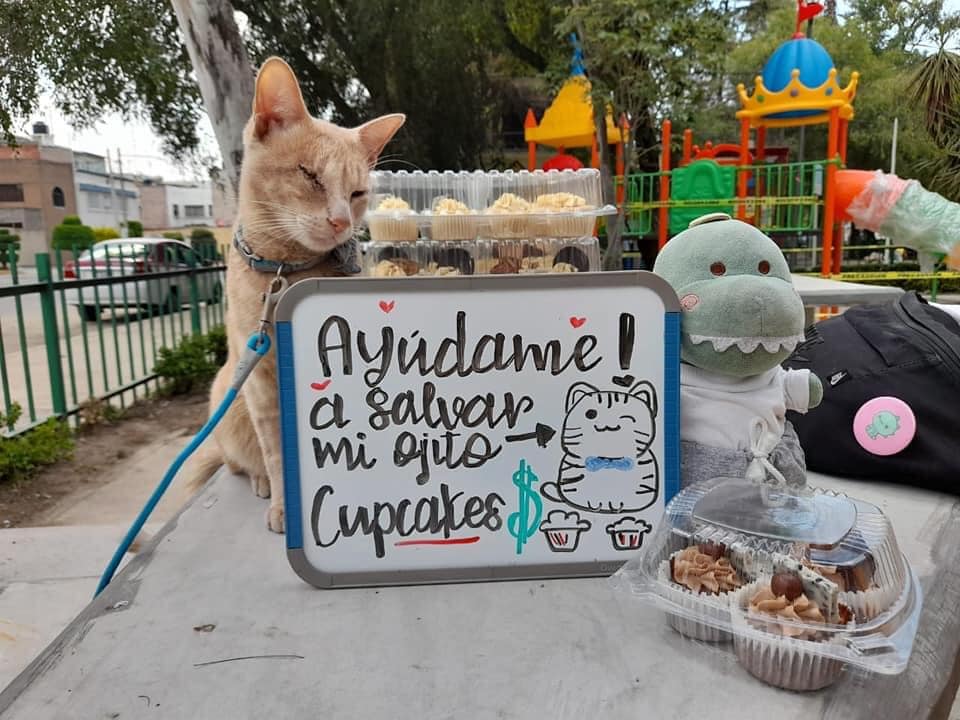 ¿Quién es el gato que vende cupcakes en CDMX? 