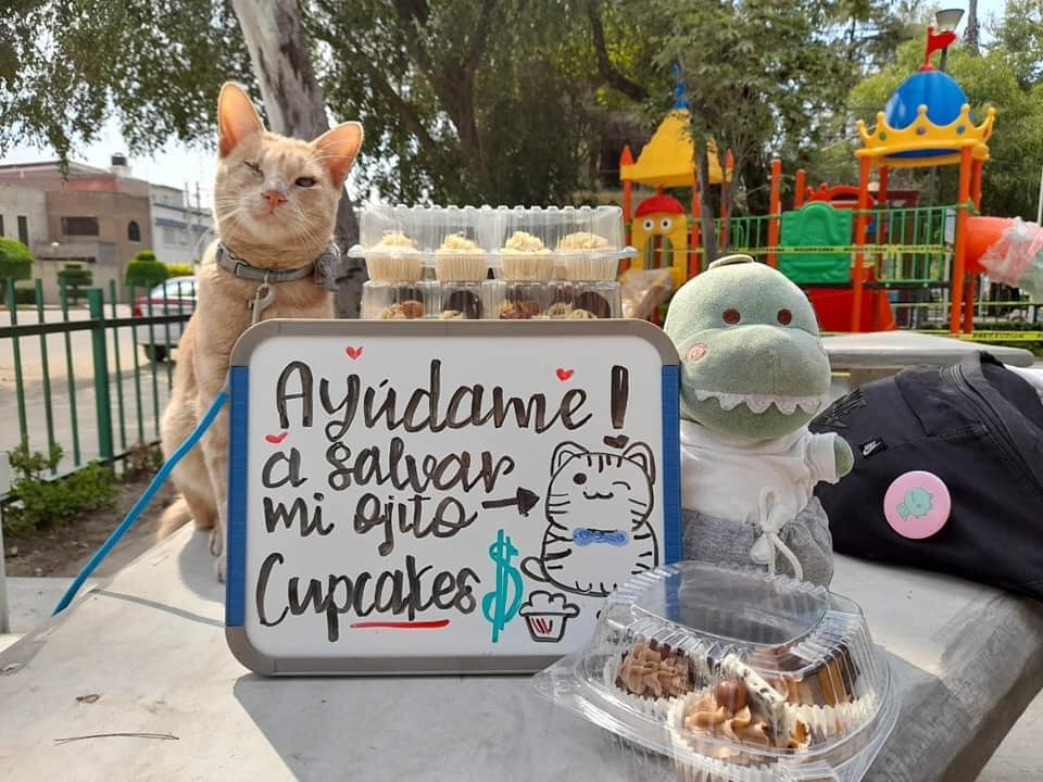 ¿Quién es el gato que vende cupcakes en CDMX? 