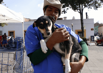 Provocaría nueva normalidad depresión y estrés en mascotas
