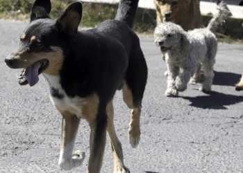 Provocaría nueva normalidad depresión y estrés en mascotas