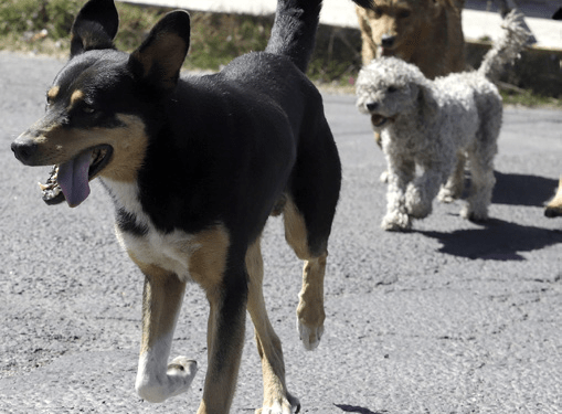 Provocaría nueva normalidad depresión y estrés en mascotas