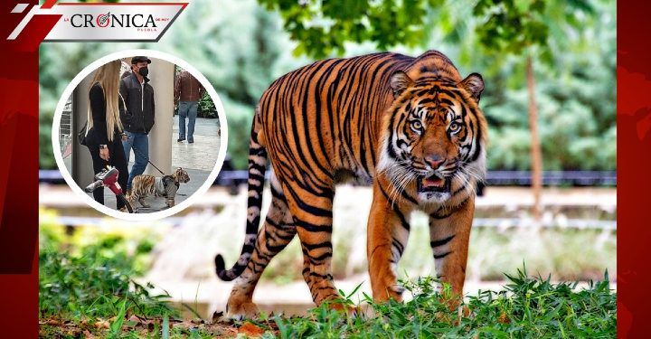 Captan a mujer paseando a tigre en plaza Antara de Ciudad de México