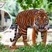 Captan a mujer paseando a tigre en plaza Antara de Ciudad de México
