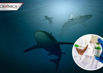 Desarrollo de vacunas contra COVID-19 pone en riesgo a tiburones
