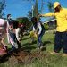 En 23 jornadas, Medio Ambiente Puebla ha plantado 22 mil 637 árboles