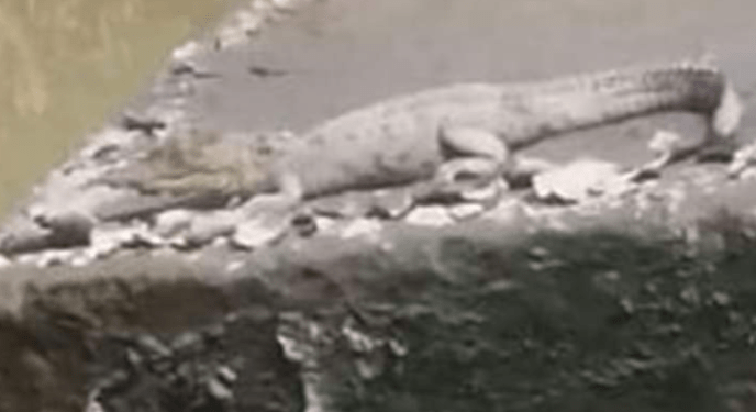 Vecinos del sur de Puebla reportan presencia de un cocodrilo en el río Atoyac