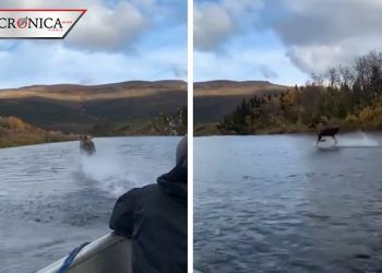 Difunden video de alce que supuestamente camina sobre el agua en Alaska