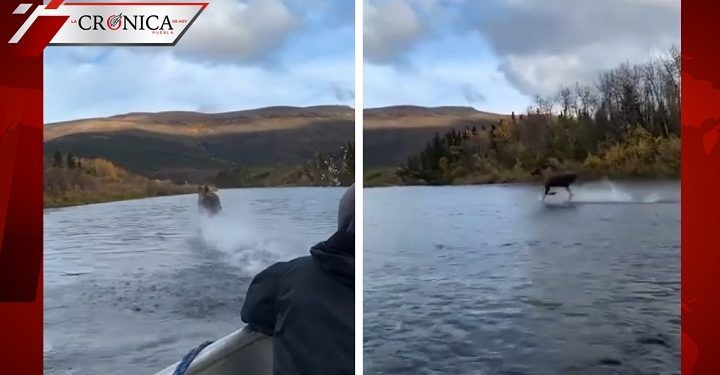 Difunden video de alce que supuestamente camina sobre el agua en Alaska