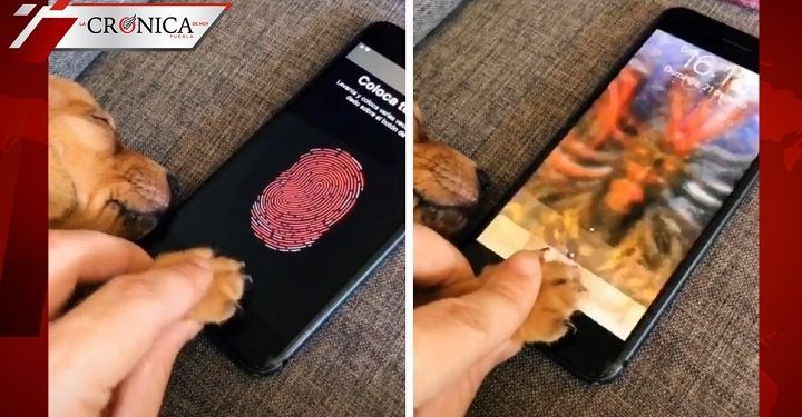 Hombre muestra en TikTok que usa la patita de su perro para desbloquear el celular