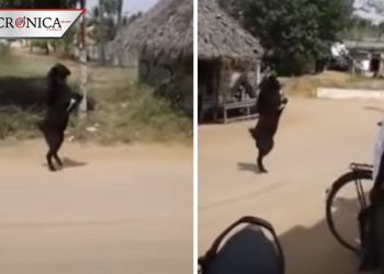 Difunden video de cabra negra caminando como un ser humano en India