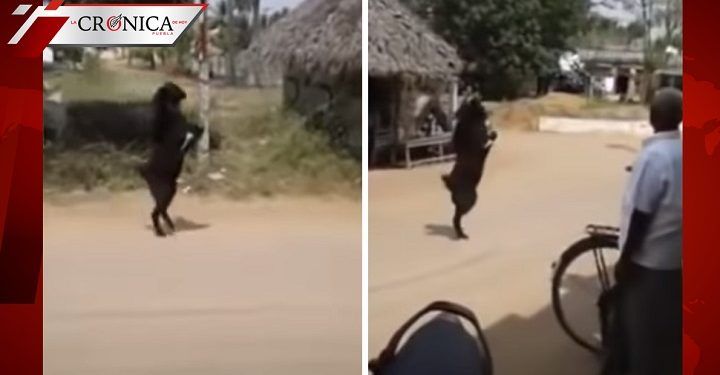 Difunden video de cabra negra caminando como un ser humano en India