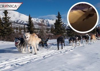 Alerta roja: los videos sobre el sismo y la amenaza por tsunami en Alaska