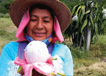 Certificación para oro rosa de la Mixteca