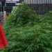 Va senado por regulación de mariguana, eliminación de fuero y reforma a poder judicial en estas semanas